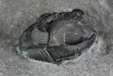 Enrolled Eldredgeops (Phacops) Trilobite - New York #95938-2
